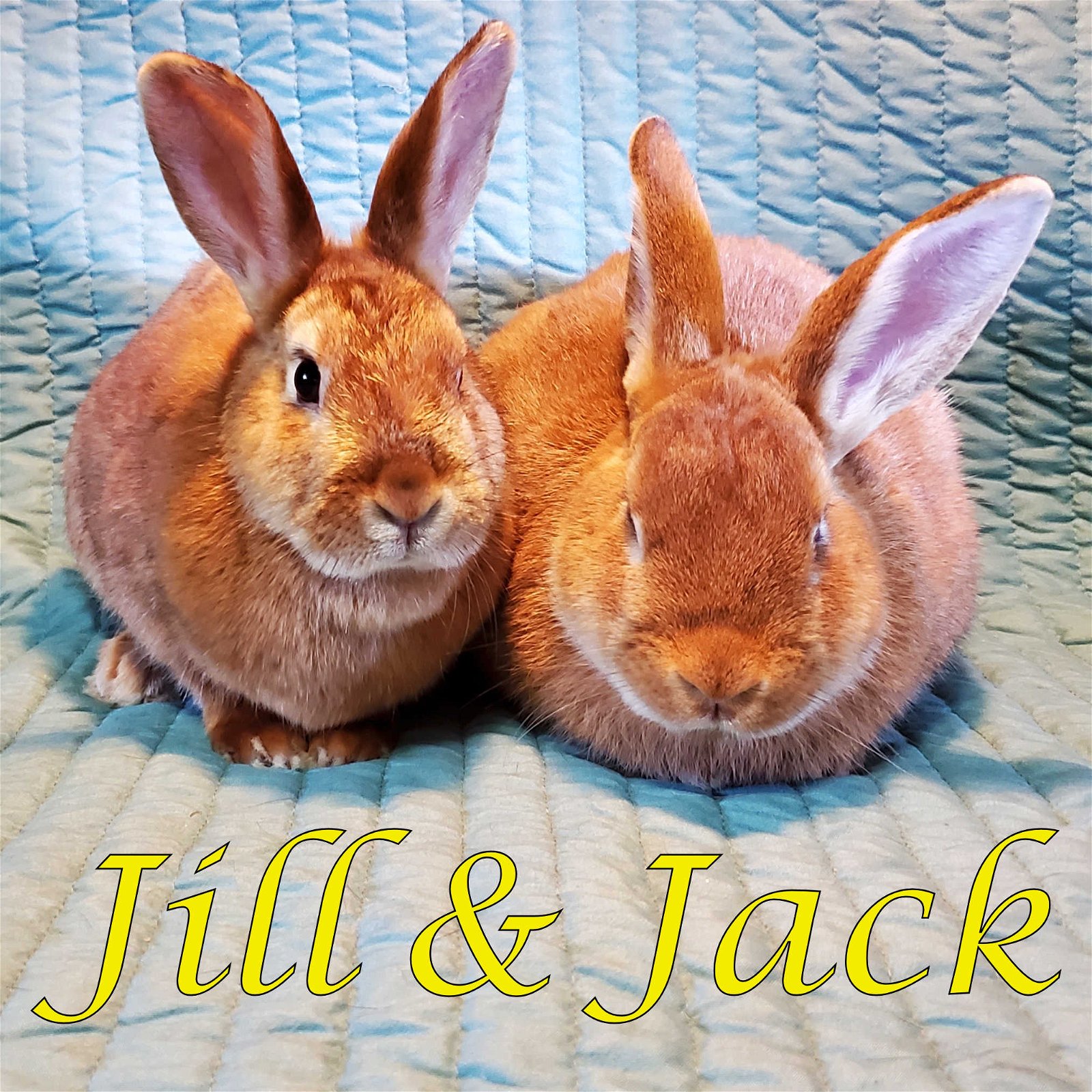 adoptable Rabbit in Beaverton, OR named Jack (bonded to Jill)
