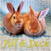 adoptable Rabbit in  named Jill (bonded to Jack)