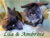 adoptable Rabbit in  named Lila (bonded to Ambrose)