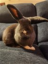 adoptable Rabbit in beaverton, OR named Apollo
