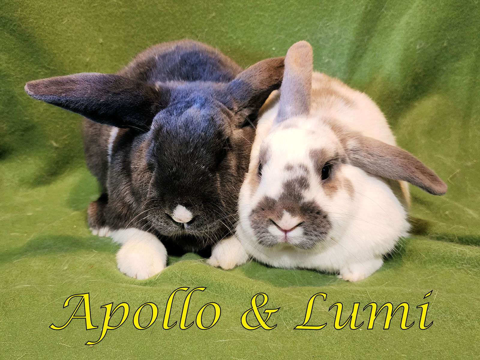 adoptable Rabbit in Beaverton, OR named Apollo (bonded to Lumi)