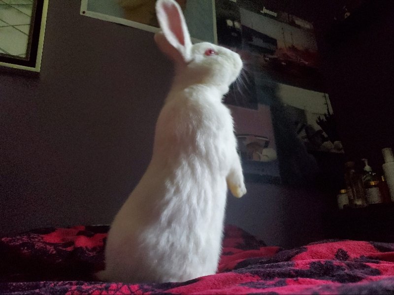 adoptable Rabbit in Beaverton, OR named Houdini
