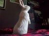 adoptable Rabbit in  named Houdini