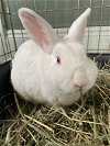 adoptable Rabbit in beaverton, OR named Rex