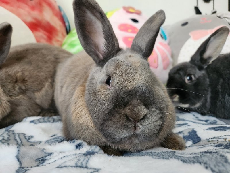 adoptable Rabbit in Beaverton, OR named Dobby (bonded to Edna, Nugget, and Scamp)