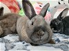 adoptable Rabbit in beaverton, OR named Dobby (bonded to Edna, Nugget, and Scamp)