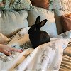 adoptable Rabbit in  named Pepsi