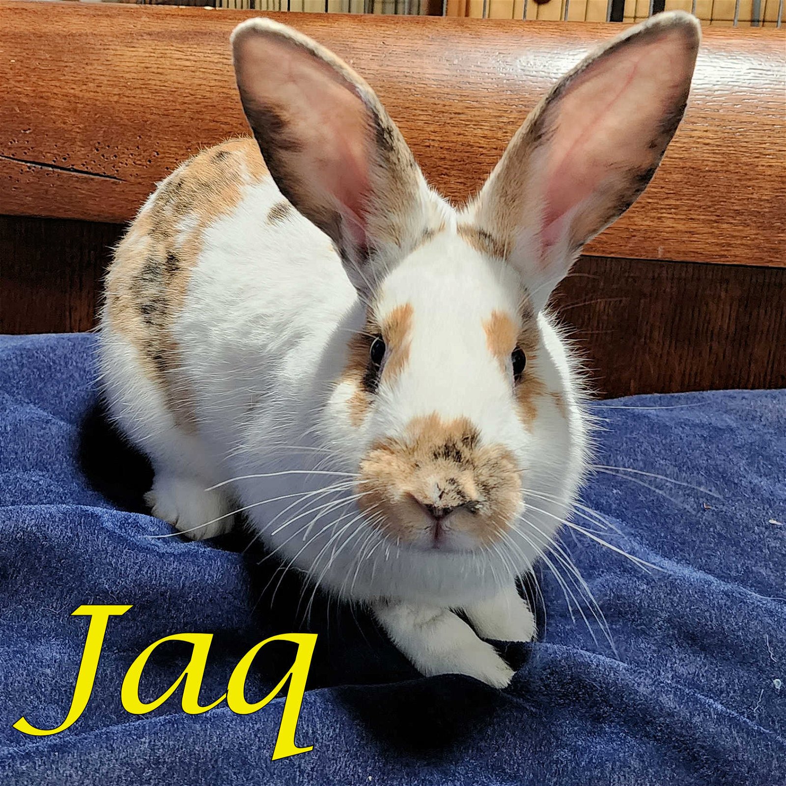 adoptable Rabbit in Beaverton, OR named Jaq (bonded to Gus-Gus and Major)