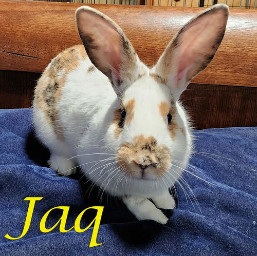 Jaq (bonded to Gus-Gus and Major)