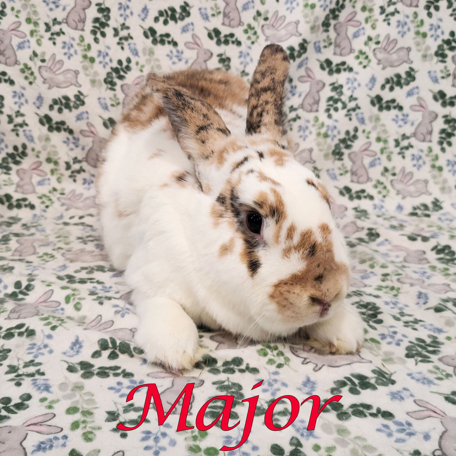 Major (bonded to Gus-Gus), photo 2