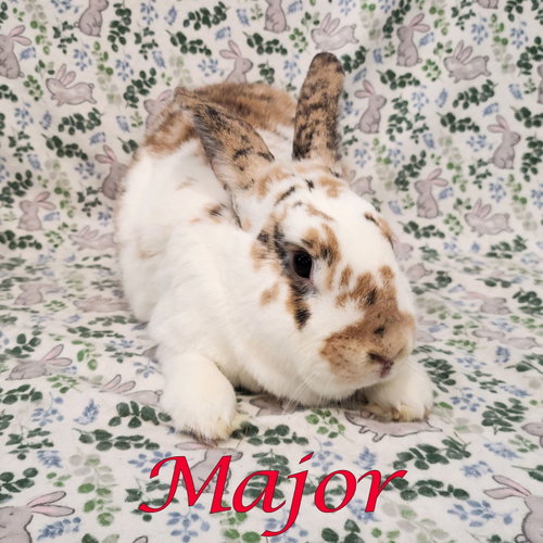 Photo 2 of Major (bonded to Gus-Gus)