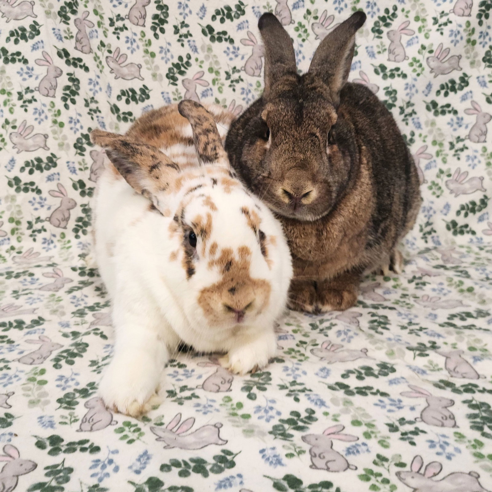 Major (bonded to Gus-Gus), photo 3