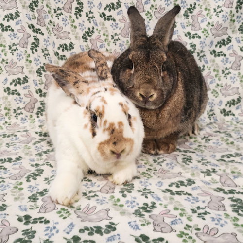 Photo 3 of Major (bonded to Gus-Gus)