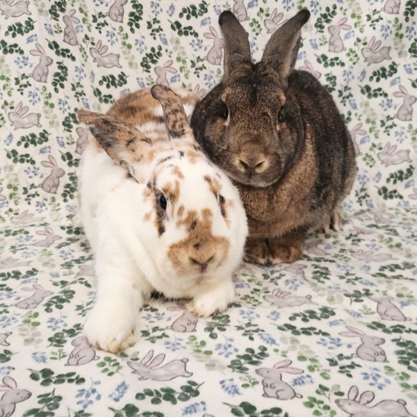 Major (bonded to Gus-Gus)