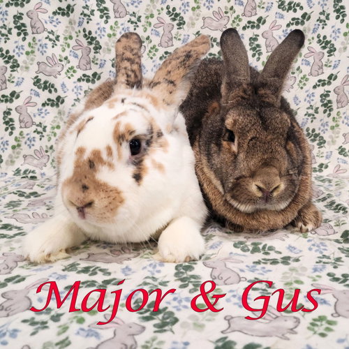 Major (bonded to Gus-Gus), a rabbit for adoption from Rose City Rabbit Rescue