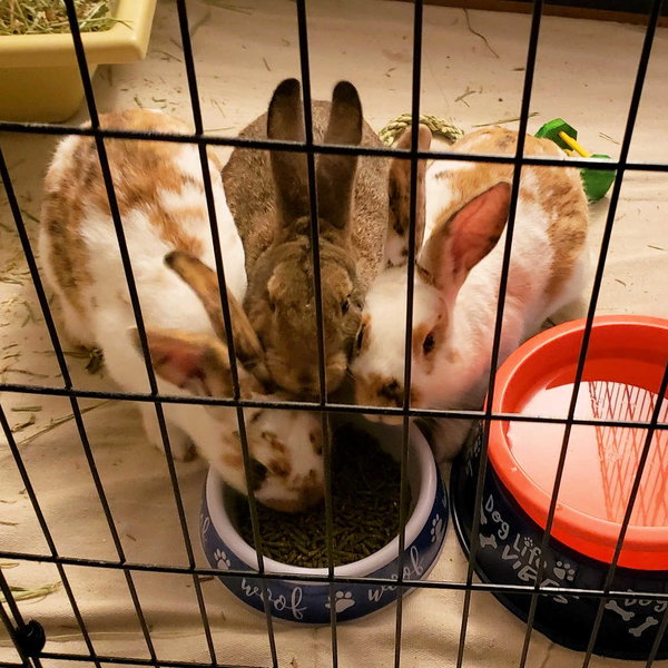 Major (bonded to Gus-Gus)