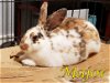 adoptable Rabbit in , OR named Major (bonded to Jaq and Gus-Gus)