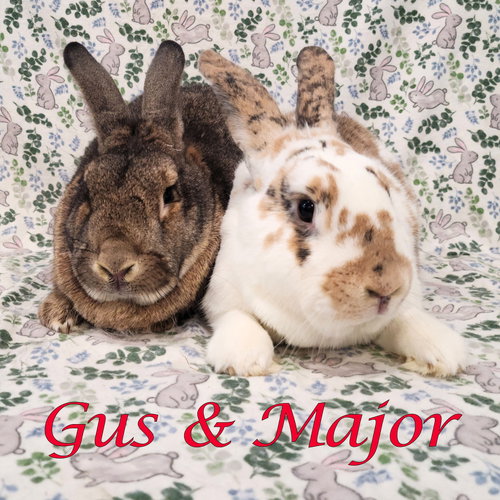 Gus-Gus (bonded to Major), a rabbit for adoption from Rose City Rabbit Rescue