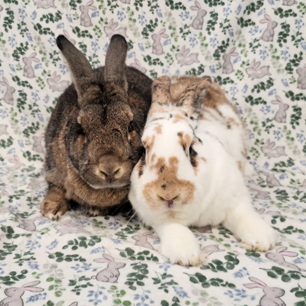 Gus-Gus (bonded to Major)
