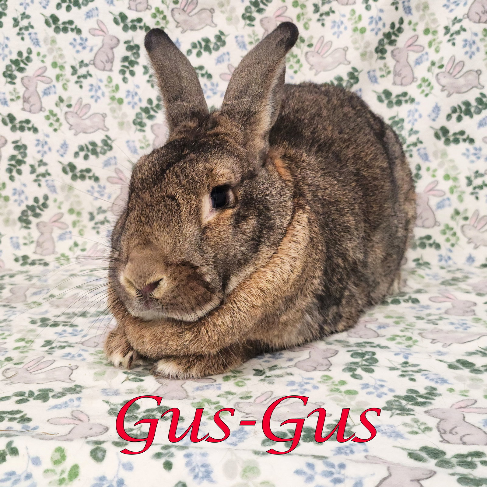 Gus-Gus (bonded to Major), photo 2
