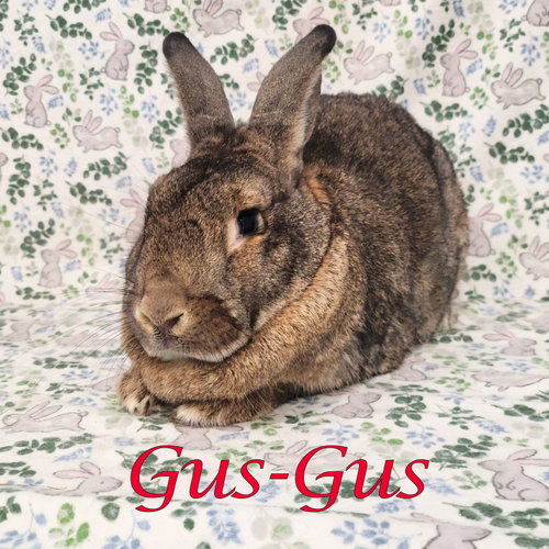 Photo 2 of Gus-Gus (bonded to Major)