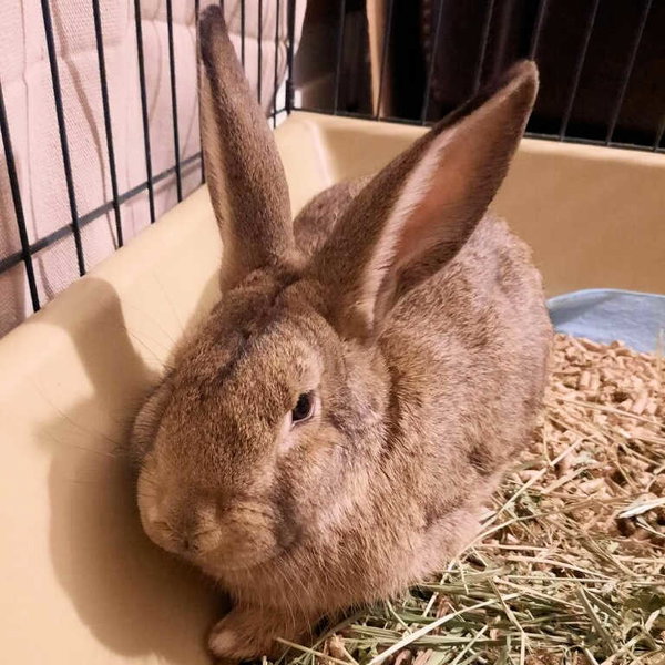 Gus-Gus (bonded to Major)