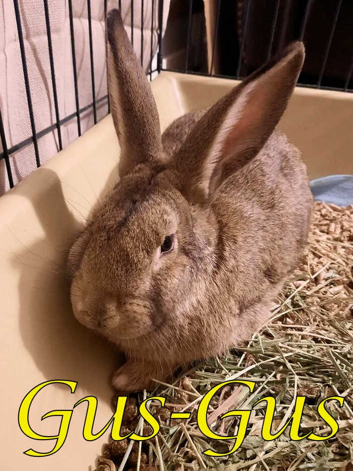 adoptable Rabbit in Beaverton, OR named Gus-Gus (bonded to Jaq and Major)