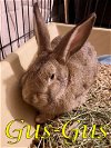 adoptable Rabbit in  named Gus-Gus (bonded to Jaq and Major)
