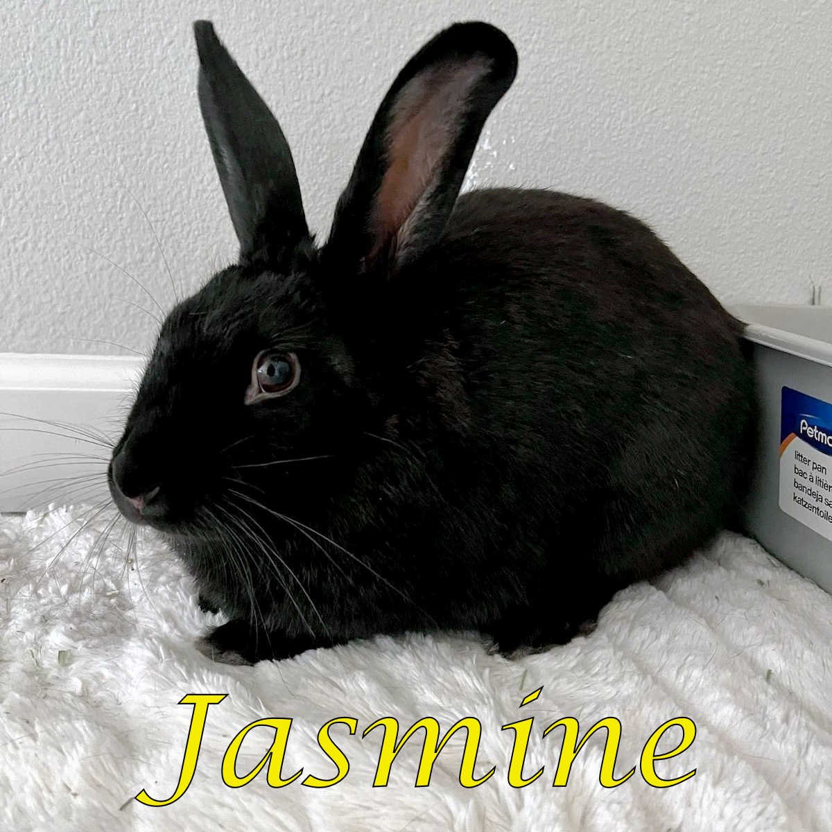 adoptable Rabbit in Beaverton, OR named Jasmine