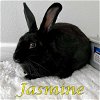 adoptable Rabbit in  named Jasmine