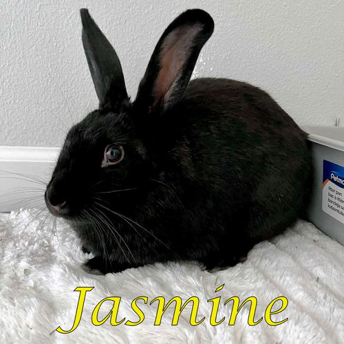 Jasmine