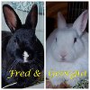 adoptable Rabbit in , OR named Fred (bonded to Georgia)