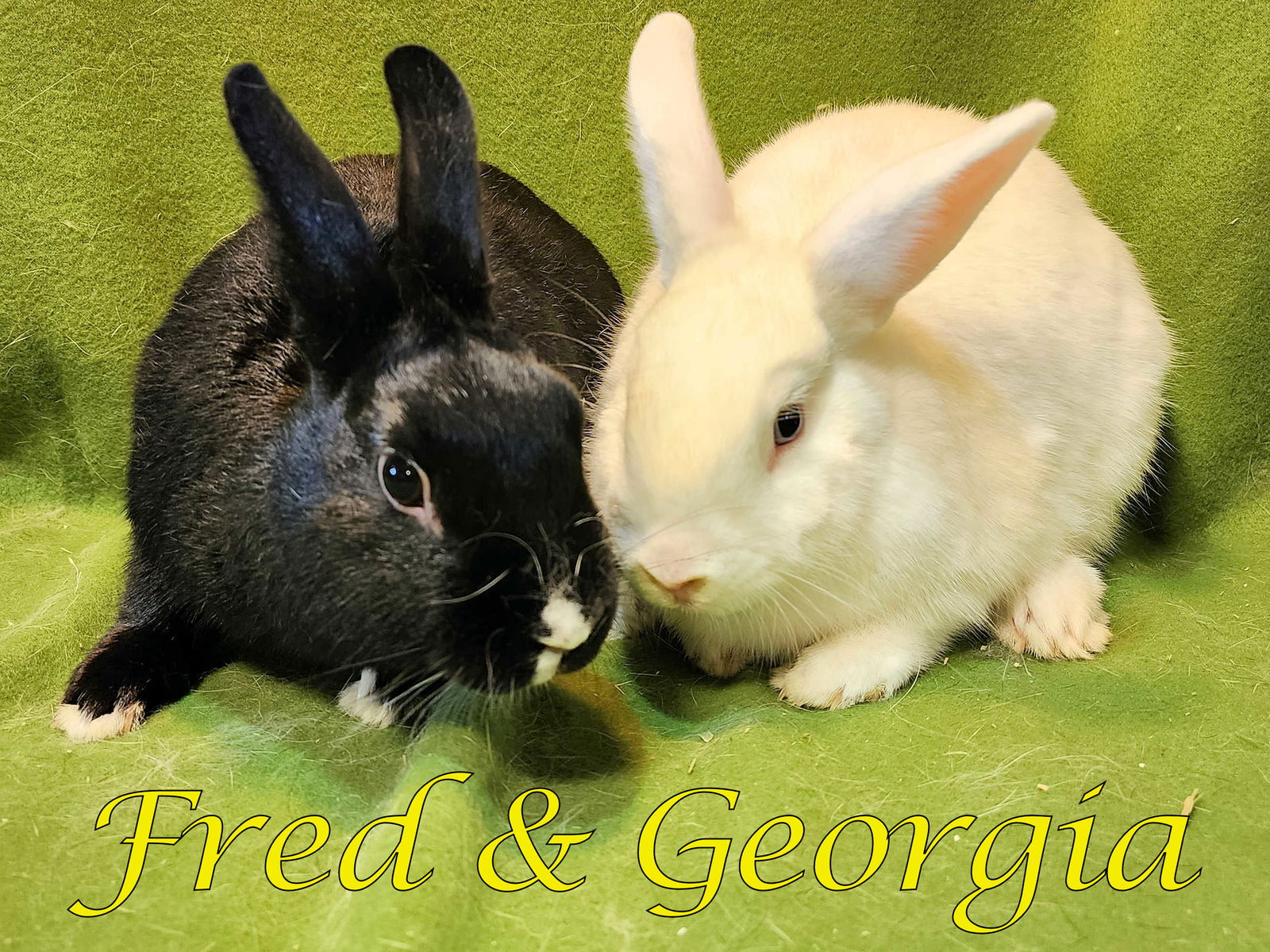 adoptable Rabbit in Beaverton, OR named Fred (bonded to Georgia)