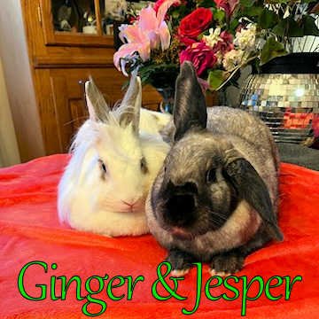 adoptable Rabbit in Beaverton, OR named Ginger (bonded to Jesper)