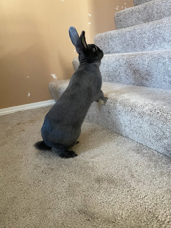 Gracie
