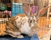 adoptable Rabbit in  named Annie