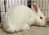 adoptable Rabbit in beaverton, OR named Dottie