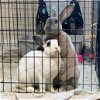 adoptable Rabbit in  named Daphne (bonded to Mars)