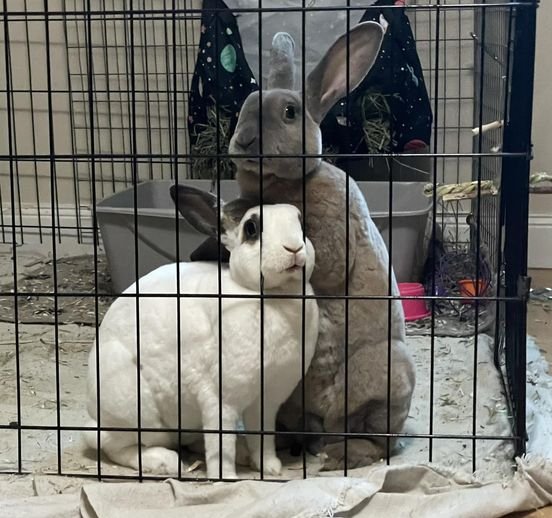 adoptable Rabbit in Beaverton, OR named Mars (bonded to Daphne)