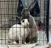 adoptable Rabbit in  named Mars (bonded to Daphne)