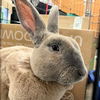 Mars (bonded to Daphne)