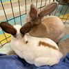 Mars (bonded to Daphne)