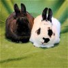 adoptable Rabbit in , OR named Thelma (bonded to Louise)