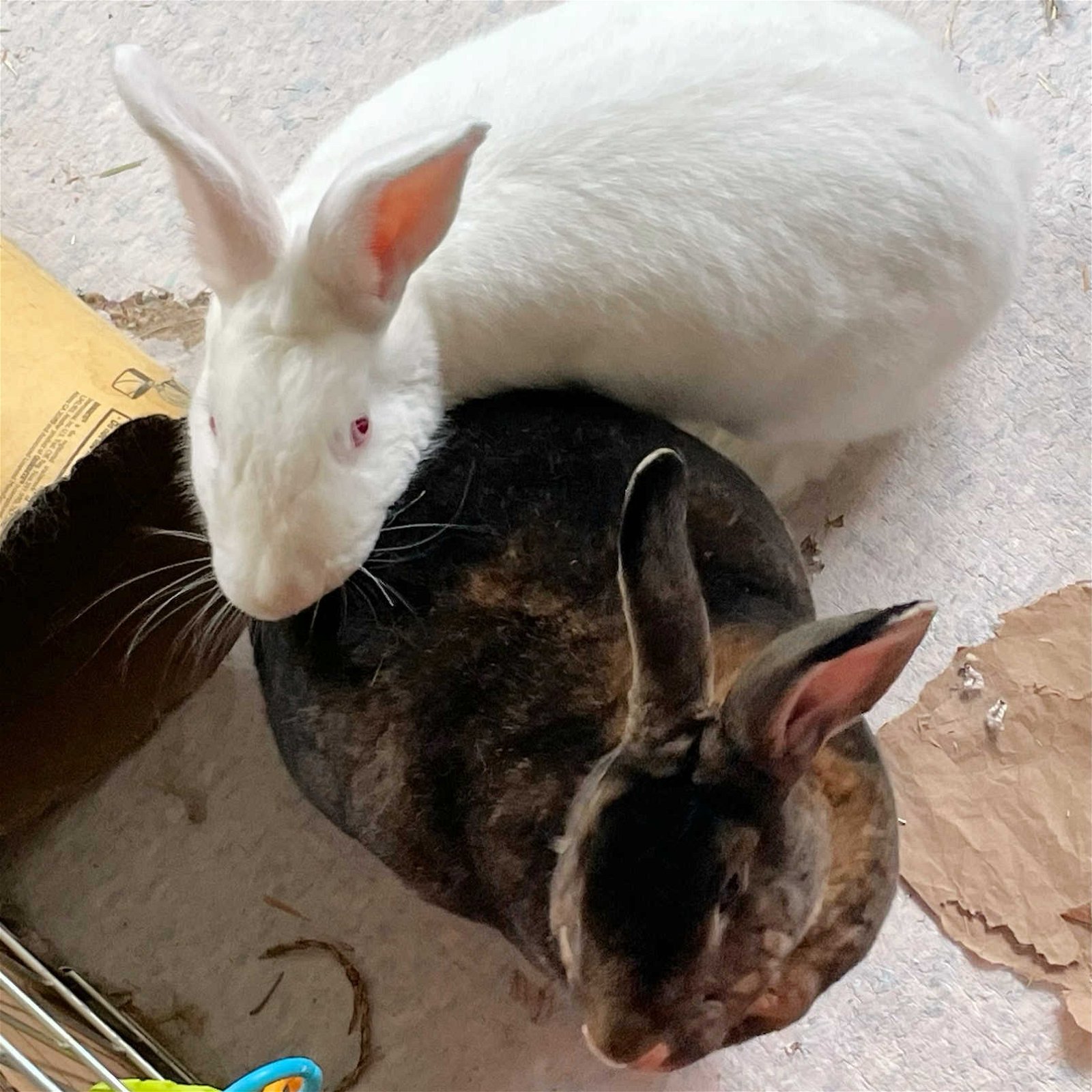 adoptable Rabbit in Beaverton, OR named Gabe (bonded to Xena)