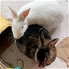 adoptable Rabbit in beaverton, OR named Xena (bonded to Gabe)
