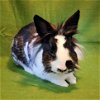 adoptable Rabbit in beaverton, OR named Rory