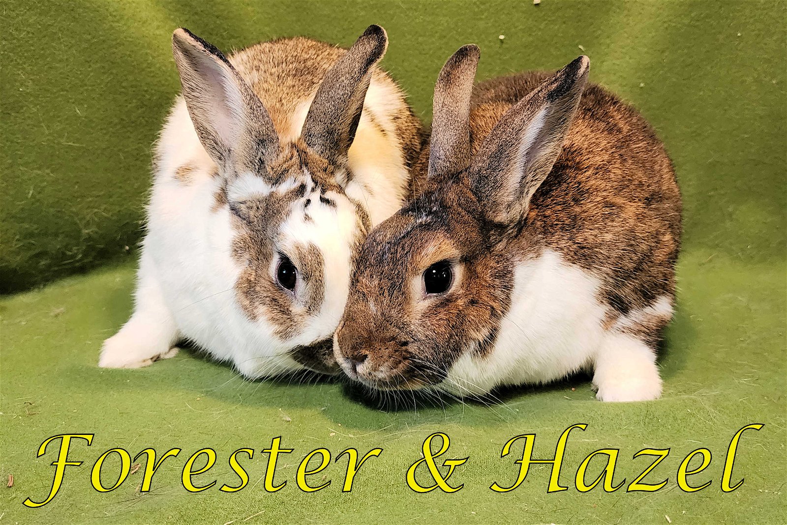 adoptable Rabbit in Beaverton, OR named Hazel (bonded to Forester)