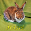 Hazel (bonded to Forester)