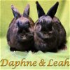 adoptable Rabbit in beaverton, OR named Daphne (bonded to Leah)