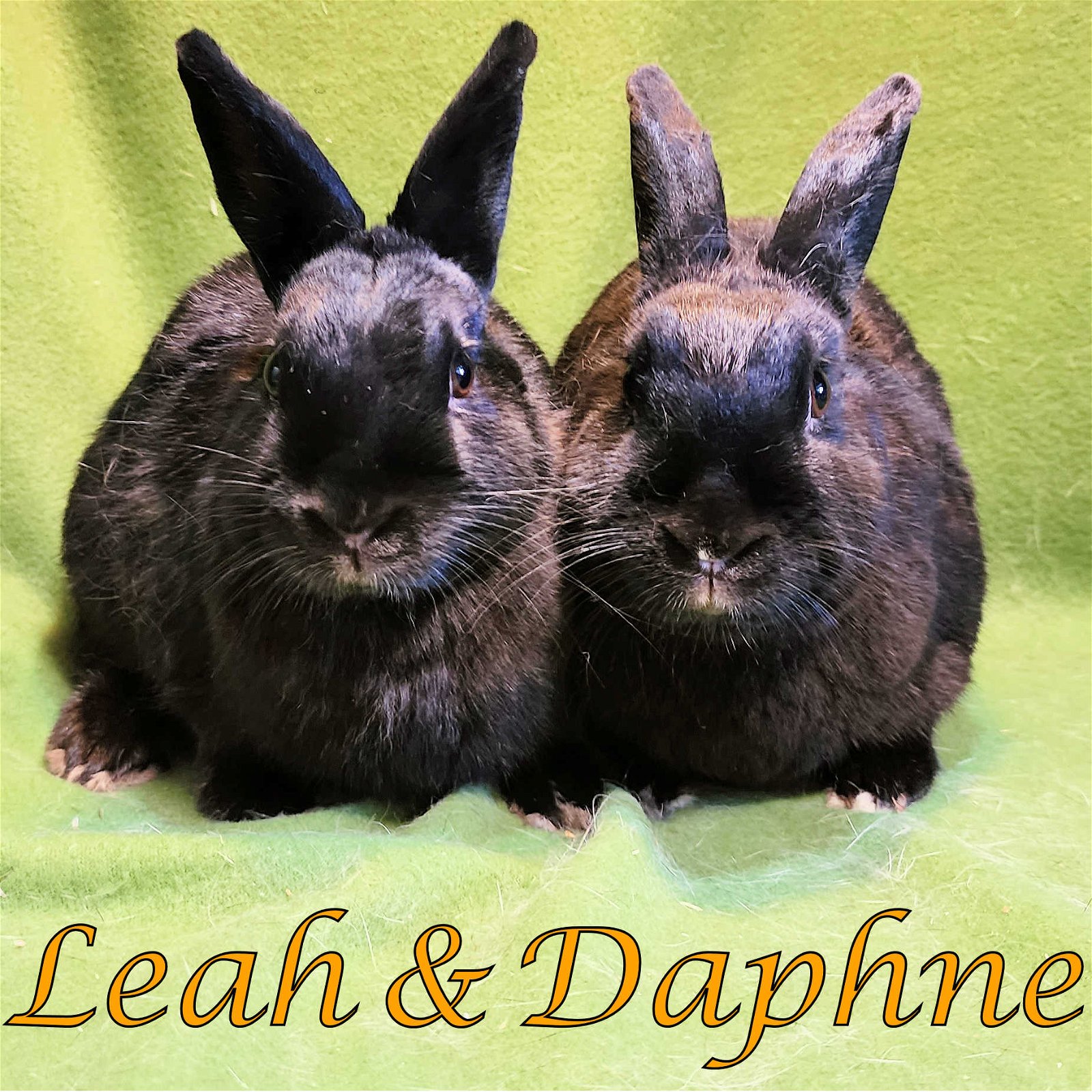 adoptable Rabbit in Beaverton, OR named Leah (bonded to Daphne)